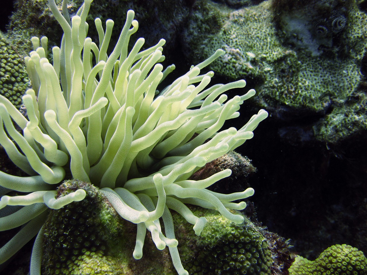 Understanding the Intrinsic Value of Biodiversity